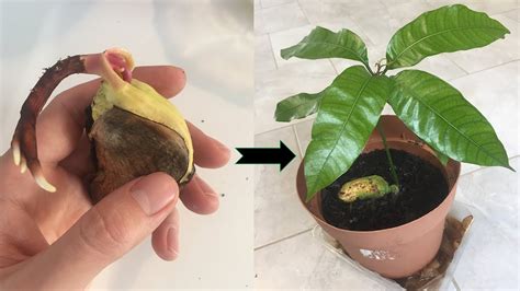 Dans Quel Sens Planter Un Noyau De Mangue Faire pousser un manguier en 40 jours à partir d'un noyau (Germination/ Plantation/Croissance) 🌱🌱 - YouTube